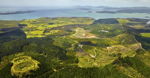 Spectacular Waitangi forest